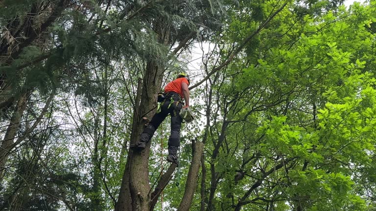 Trusted Lido Beach, NY Tree Removal and Landscaping Services Experts